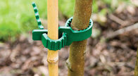 Laços ajustáveis da árvore da borracha de planta de jardim de Brimmy do delicado de 24cm
