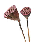 50cm decorativos Seedpod Lotus Root Dried Flower Decor