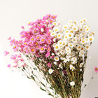 grupos secados da flor do diâmetro 2.5cm 80cm helipterum cor-de-rosa branco