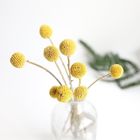flores da secagem do ar de Globosa do Craspedia de 50cm
