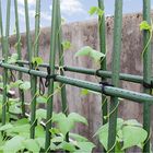 Estaca revestida plástica verde do jardim do metal de 60cm para o apoio da planta